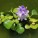 WATER HYACINTH