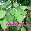 Arasu